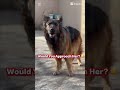 “Don’t Mess With Her 😳🔥 | Aggressive GSD Mode ON”