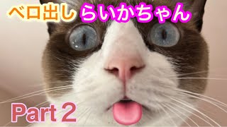 【猫】ベロ出しらいかちゃんPart２【癒し】 by たにんごch 130 views 1 year ago 3 minutes, 45 seconds