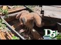 Buzzard Mystery Solved During Demo Cleanup! Baby Found in the Debris – Day 5