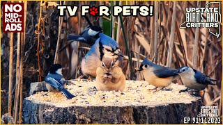 Upstate Birds And Critters: Ep 91 — 112023 Cat TV | Dog TV | TV For Cats | TV For Dogs