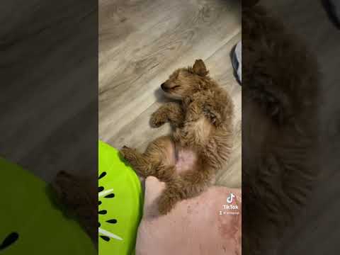 DOG FOOD COMA puppy goldendoodle cutepet shorts