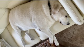 Loud Snoring Dog