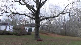 Cape Cod's biggest trees