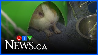 33 Guinea Pigs Rescued From Northern Alberta Sanctuary