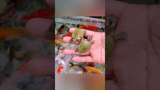 The Incredible Catch Colorful AquariumFish In Small Pond, Pencil Fish, GlassFish, Baby Turtle, Koi