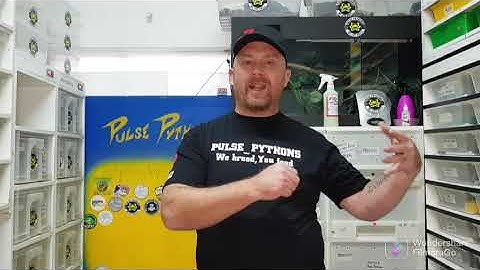 How many Rodents do I need to breed in order to feed my snakes?