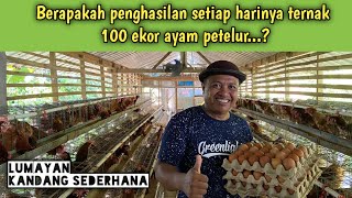 Berapakah penghasilan ternak ayam petelur 100 ekor tiap harinya