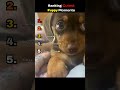 Ranking the Cutest Puppy Moments 🐶  #dogs #shorts