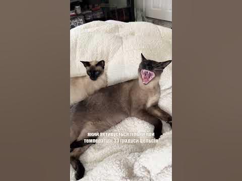 Чи знаєте ви, що котики можуть змінювати свій колір? #котики # ...