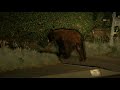 Large black bear looks content with its breakfast in Arcadia, California.