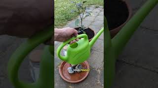 Découvrez comment fabriquer une barrière anti-nuisibles naturelle pour vos plantes en pot #plante