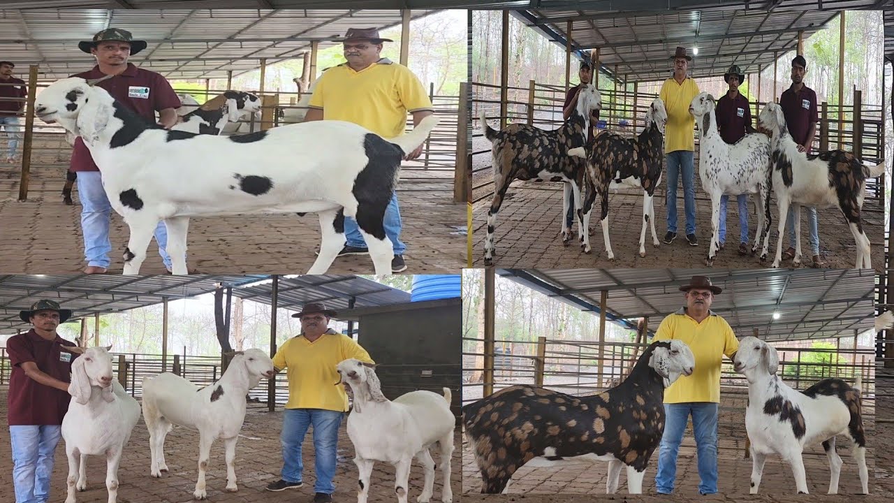 NS Goat Farm Ke Nagine | Heaviest Self Feeding Goats India.