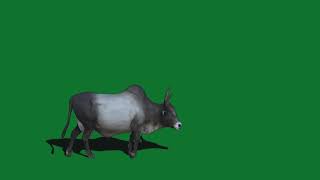 Cow Green Screen Effect Video