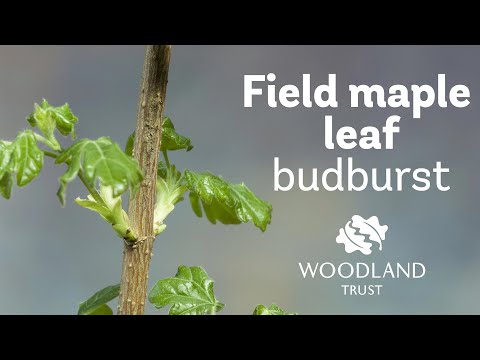 Field Maple leaf budding Timelapse  | Woodland Trust