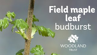 Field Maple leaf budding Timelapse  | Woodland Trust