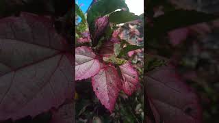 Hibisco Colorama Planta Fechando Beco de Três Metros