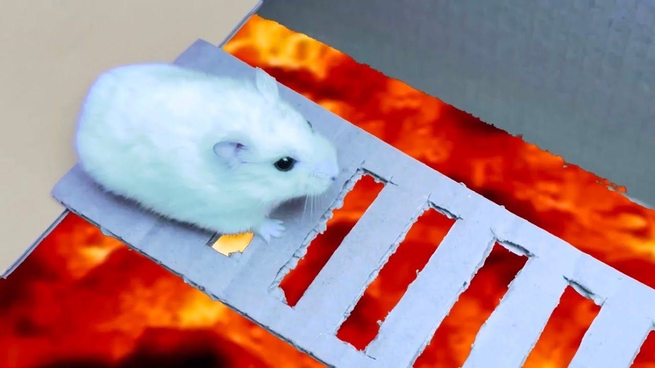 The Best Hamster Challenges Part 2 YouTube