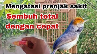 Cara mengatasi prenjak kepala merah yang sakit ,, di jamin cepat sembuh