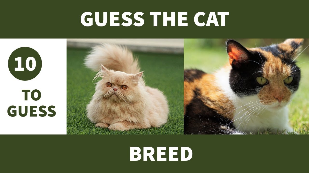 🤔🐱 GUESS THE CAT BREED | CAT QUIZ | 🤔🐱