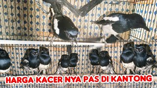 HARGA KACER NYA PAS DI KANTONG