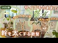 【小鉢】幹を太くしながら大きさを変えない散髪【ウンベラータ・エバーフレッシュ】