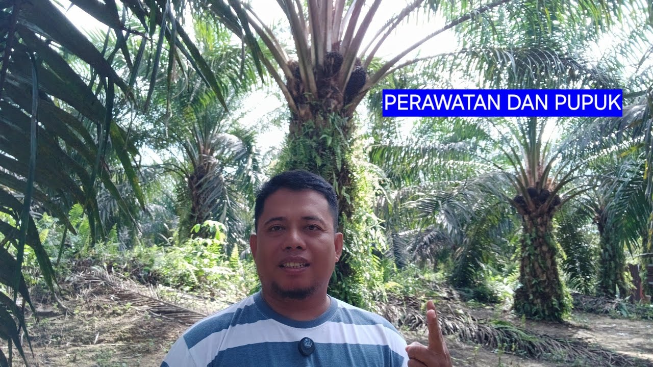 Perawatan dan pupuk Yang benar menurut saya dalam bertani sawit