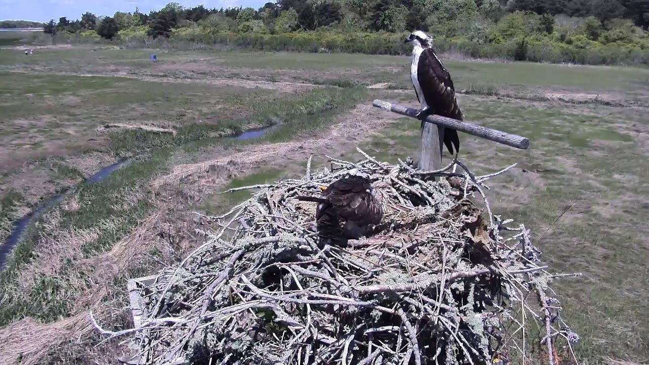 camera iphone 8 plus apk Cape Cod Museum of Natural History Live Stream