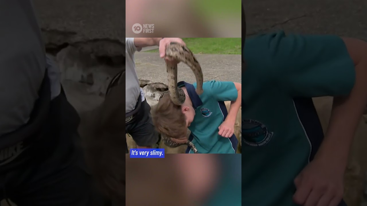 Sydney’s Fugitive Snake Found By 10 News First Reporter | 10 News First