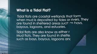 Tidal Flats