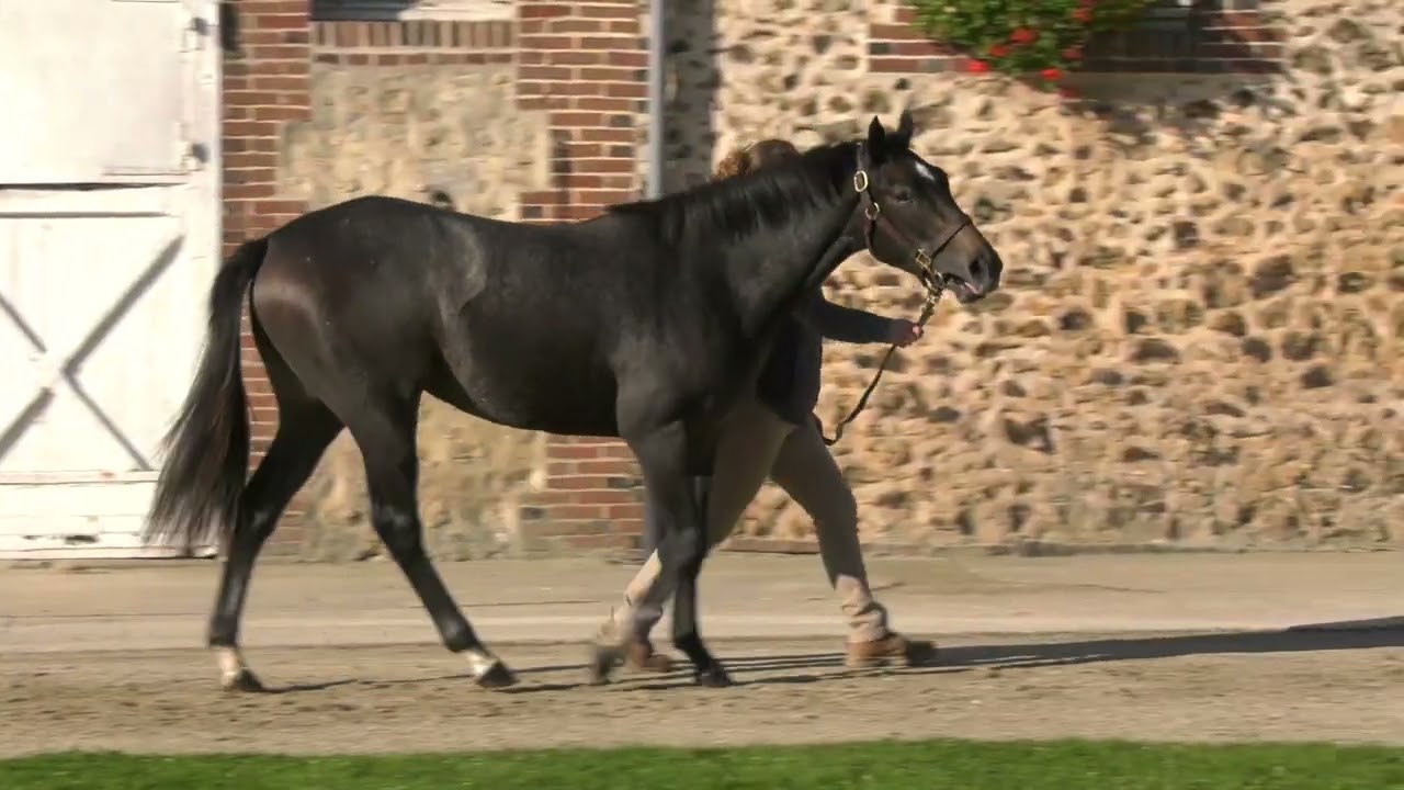2024 OCTOBER YEARLING SALE - Lot 529 - f.N (HOLY ROMAN EMPEROR x TUBEREUSE)