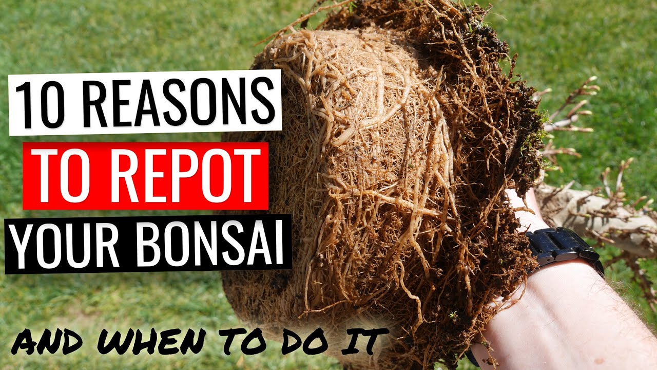 Bonsai care - how to repot a bonsai tree | Part 1: why and when you should repot