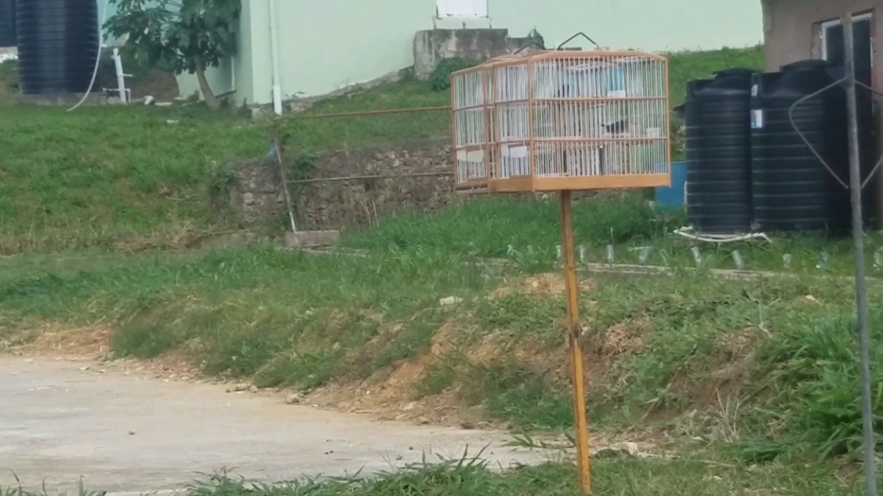 Brown bullfinch singing one pole.... 2017