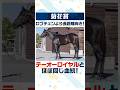 【菊花賞2026 事前注目馬】ロブチェンよりも馬体は長距離向き!あの天皇賞馬と同配合の伏兵は要チェック🧐