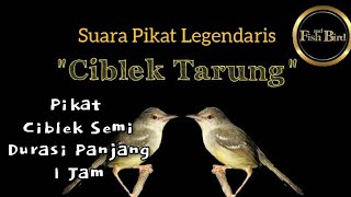 pikat ciblek semi | suara pikat ciblek tarung | @fishandbird4910