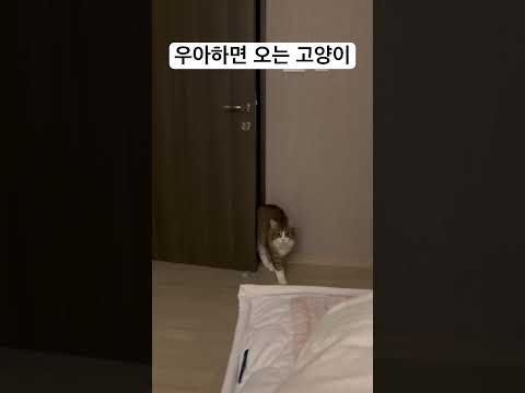 왜 우아한 고양일까요~?