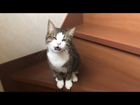 娘と追い駆けっこする猫