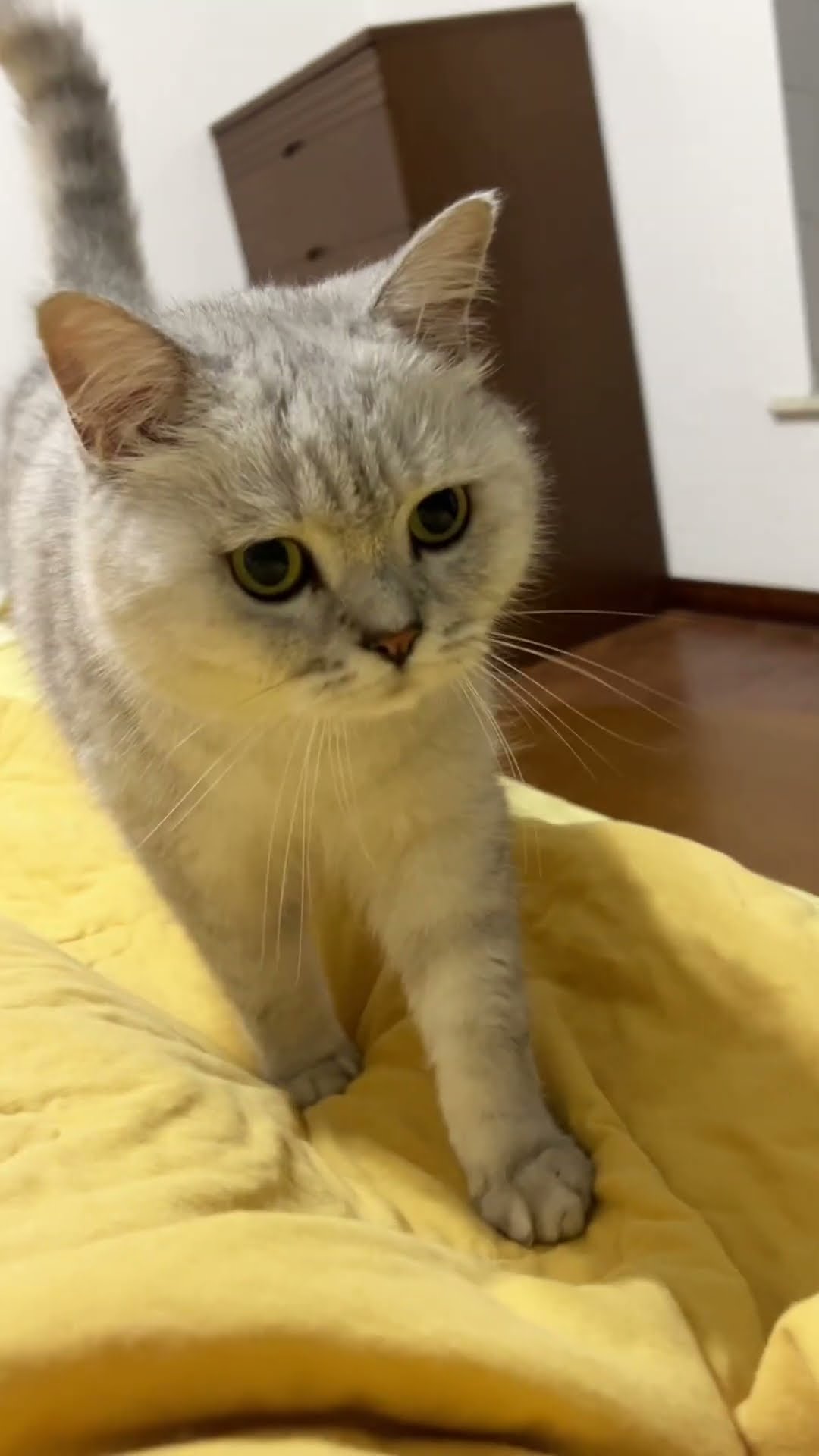 Mom’s Bed Is Perfect!? Let Me In!?  | Chef Cat Daily Life #tiktok #shorts