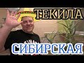 66. 🌵 ТЕКИЛА по-сибирски.🌵 VideoSEMmm