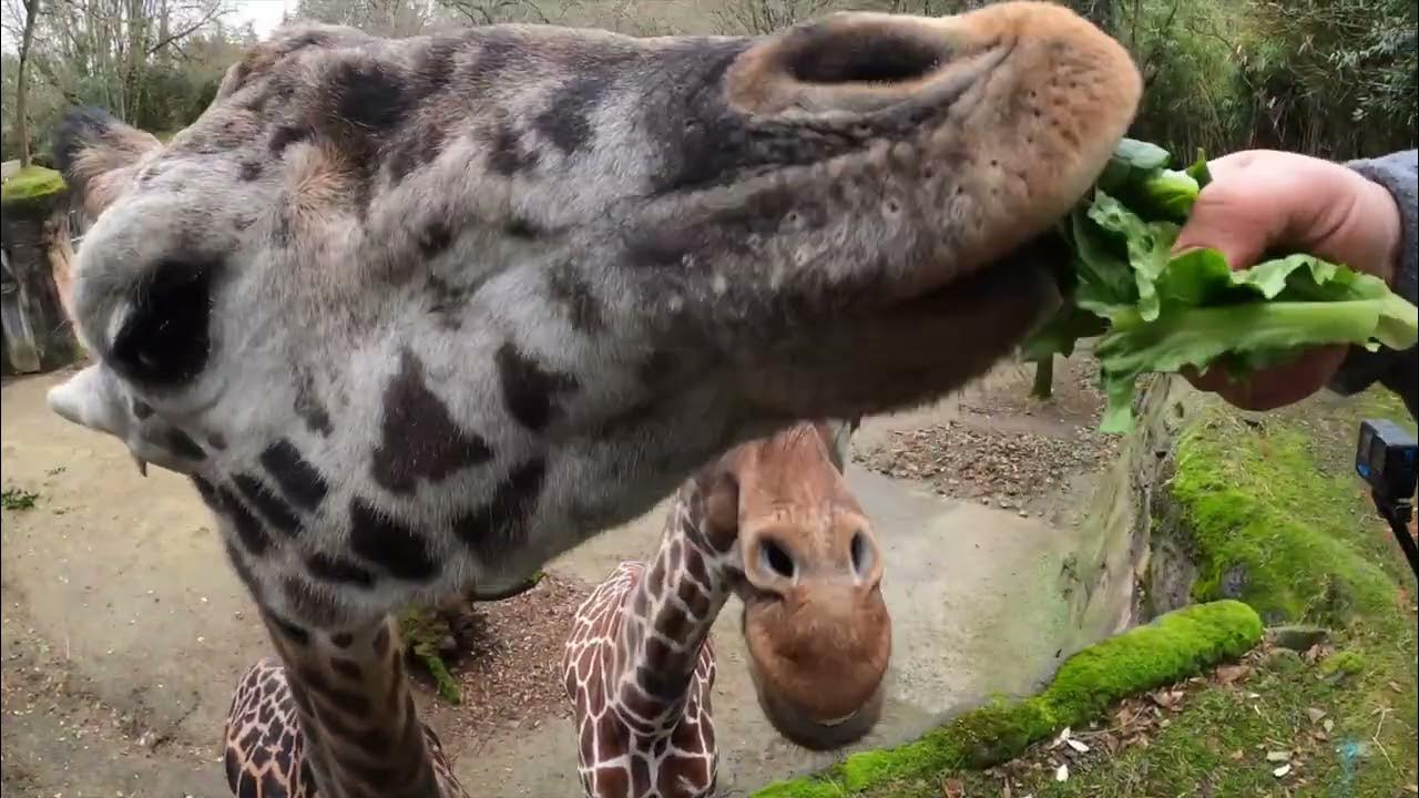 How Giraffes Use Their Super Long Tongues - YouTube
