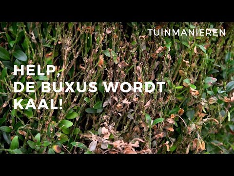 Help, de Buxus wordt kaal. Wat is er met de Buxus? Schimmel!