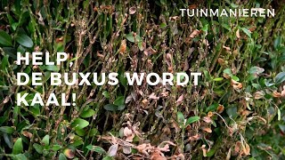 Help, De Buxus Wordt Kaal. Wat Is Er Met De Buxus? Schimmel