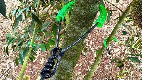 Chọn dây buộc cành sầu riêng, làm giàn, neo cây Riêng#daycanggian #daylamgian#daype