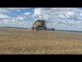 Уборка Ячмінь. Урожай радує, а ціна ні!  New Holland TC5080