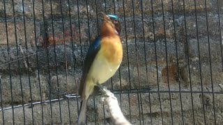 Burung Kolibri Wulung l Kolibri daun  Gacor Full Isian Roll Kenari...
