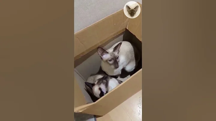 Video 5604941: oriental cats, orientalcat, mother cat, cat family