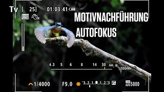 Canon Academy Quick-Tipp: Motivnachführung Autofokus