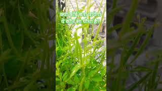 Life lesson || #viral #trending #love #status #plant #name #favourite #hint #tadka #pahadivlog #like