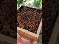 Inspecting Stingless Bee Hive  @ Full Of Honey Capsule