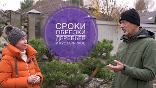видео: СРОКИ ОБРЕЗКИ ДЕРЕВЬЕВ И КУСТАРНИКОВ картинка: СРОКИ ОБРЕЗКИ ДЕРЕВЬЕВ И КУСТАРНИКОВ