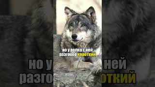 Подпишись, брат, чтобы видеть волков чаще 🐺 #ауфф